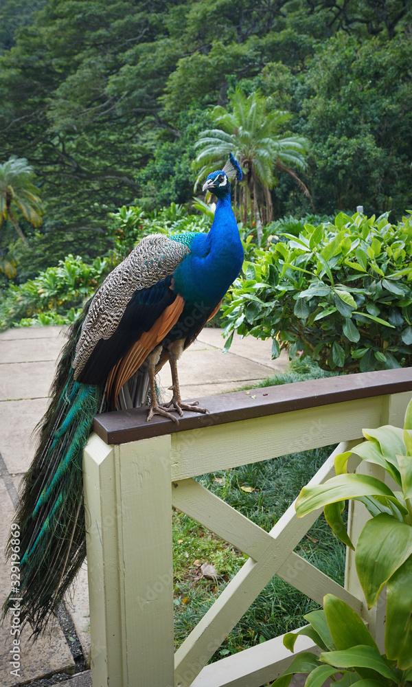 Fototapeta premium Peeping Peacock