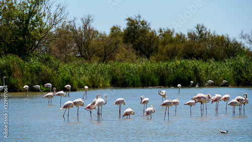 Flamingos in the pond, Camargue, France.
