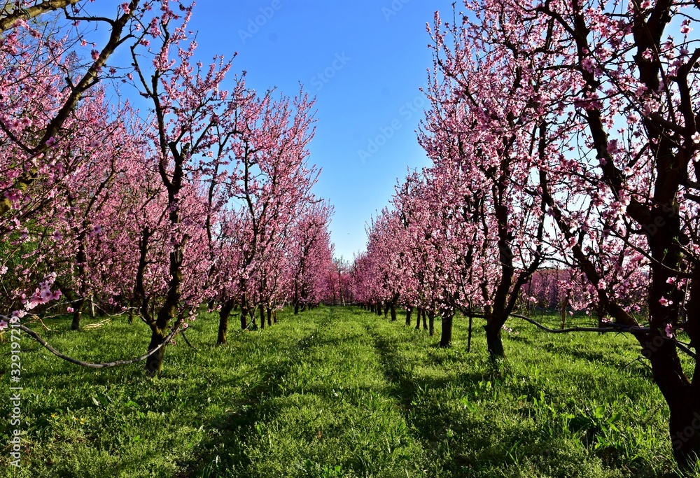 blooming cherry tree in spring