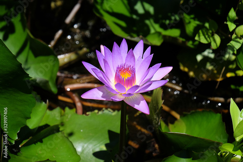 Closeup of beautiful bright purple violet Nymphaea or Water Lily bud in a pond