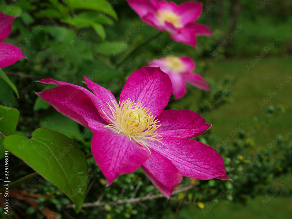 Pink clematis flower with a green background Pink clematis flower with a green background