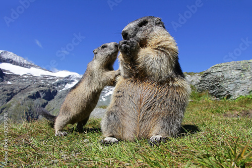Eine Murmeltier-Mutter mit ihrem neugierigen Murmeltier-Baby im Hochgebirge von Österreich © Astrid Gast