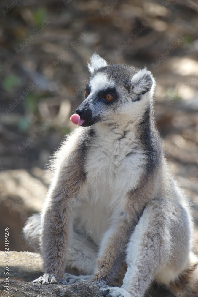 Fototapeta premium Lemur, Madgascar