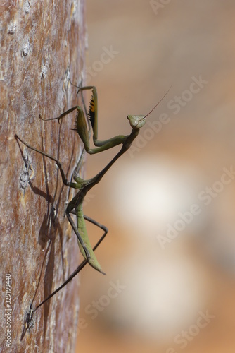 Preying mantis, Madagascar