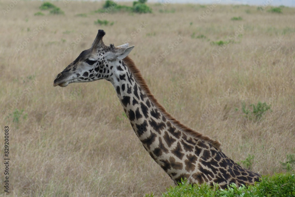 Obraz premium Rothschild giraffe, Maasai Mara, Kenya