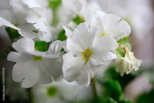 Blütenstand einer Primel (Primula) Hybride Sweet Kiss