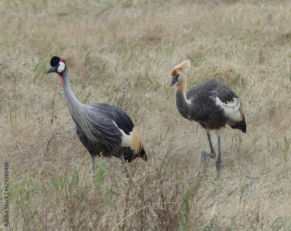 Naklejka premium Crested cranes, Tanzania