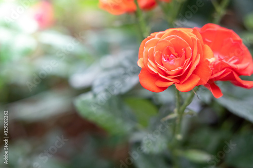 Roses in the garden