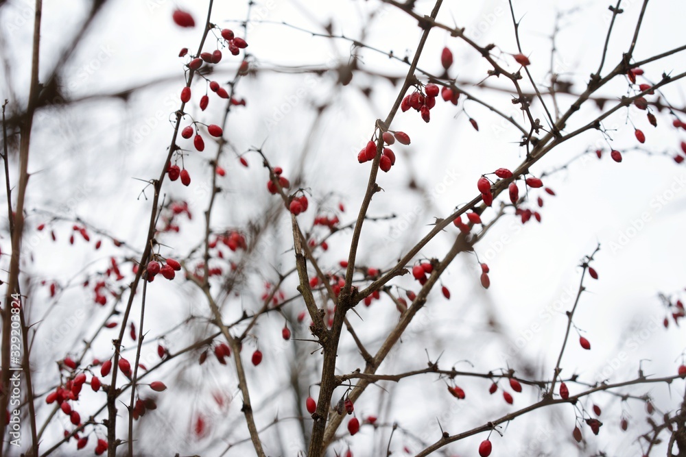 branch of a tree with red fruits