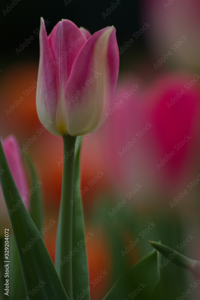 Colorful tulips in Japanese garden Colorful tulips in Japanese garden