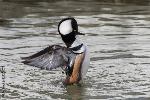 Male hooded merganser photo