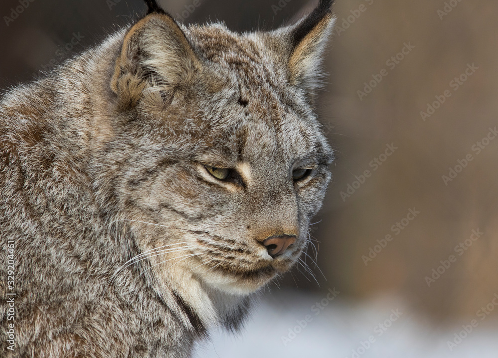 The Canada lynx (Lynx canadensis) The Canada lynx (Lynx canadensis)