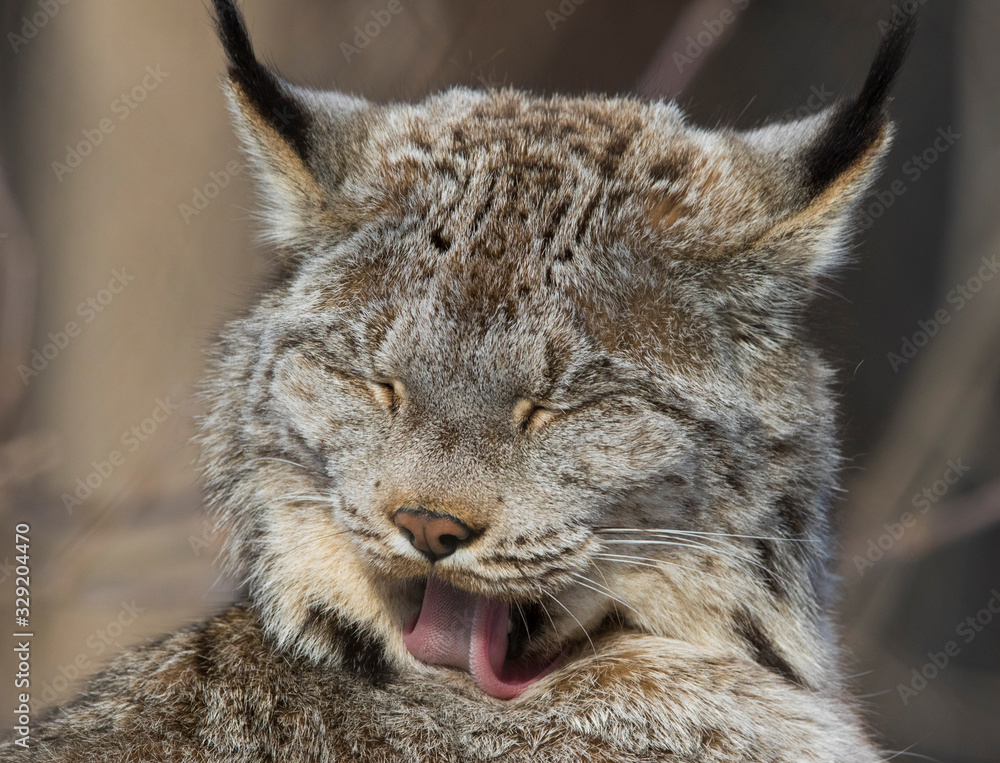 The Canada lynx (Lynx canadensis) The Canada lynx (Lynx canadensis)