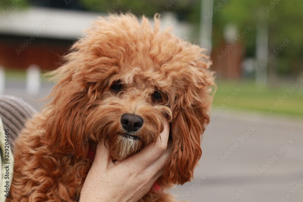 a cute caramel colored cavoodle breed puppy dog being held and cuddled and played with in the arms of it's owner a cute caramel colored cavoodle breed puppy dog being held and cuddled and played with in the arms of it's owner
