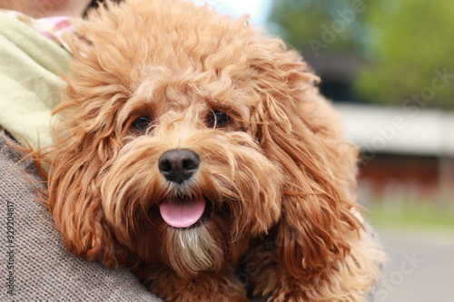 a cute caramel colored cavoodle breed puppy dog being held and cuddled and played with in the arms of it's owner photo
