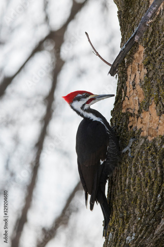 male pileated woodpeker in winter photo