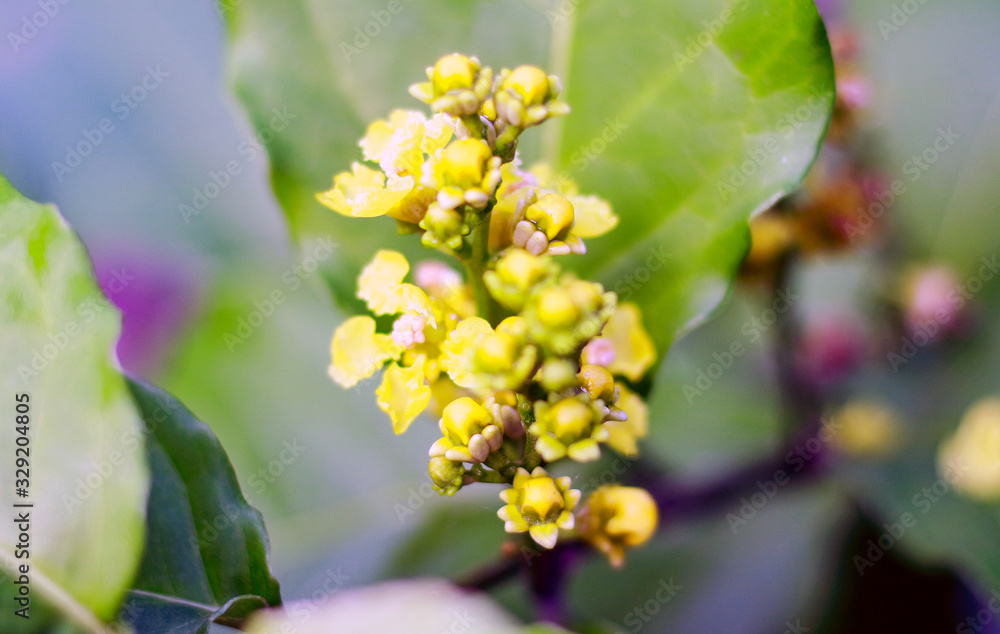 Chickpea flower or Cicer arietinum (Bahasa: Kacang Arab) in the trees. Chickpea flower or Cicer arietinum (Bahasa: Kacang Arab) in the trees.