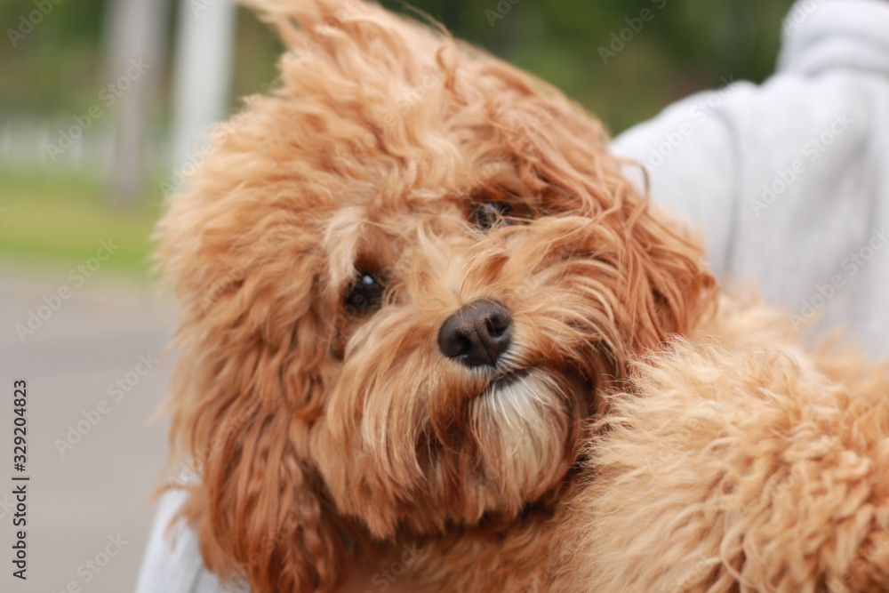 a cute caramel colored cavoodle breed puppy dog being held and cuddled and played with in the arms of it's owner a cute caramel colored cavoodle breed puppy dog being held and cuddled and played with in the arms of it's owner