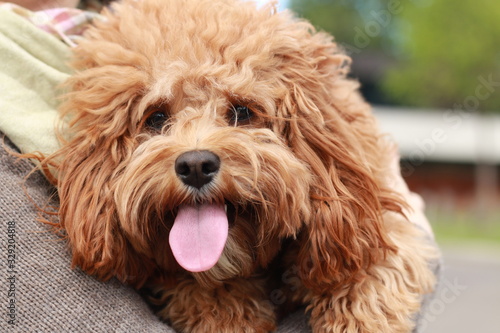 a cute caramel colored cavoodle breed puppy dog being held and cuddled and played with in the arms of it's owner photo
