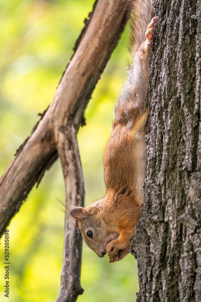 Squirrel eats a nut while sitting upside down on a tree trunk Squirrel eats a nut while sitting upside down on a tree trunk