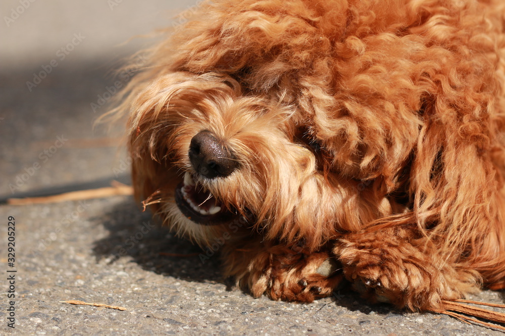 Fototapeta premium a cute caramel colored cavoodle breed puppy dog lying on the ground playing and chewing on a stick in a park