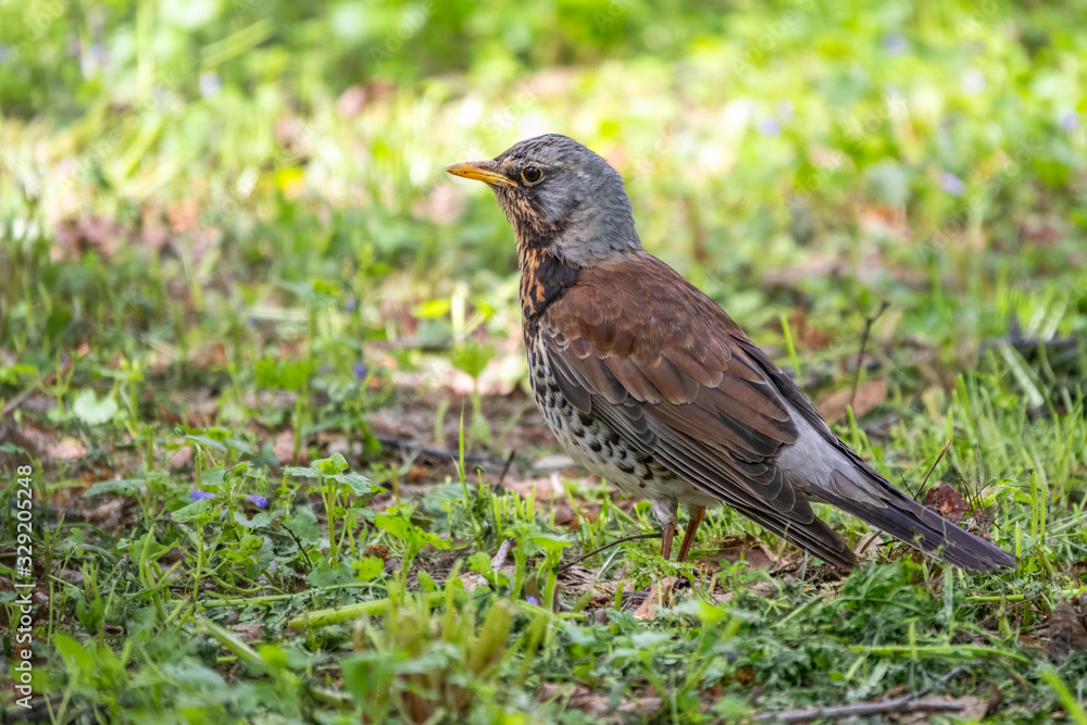 Fieldbird on a green lawn with a blurred background. Fieldbird on a green lawn with a blurred background.