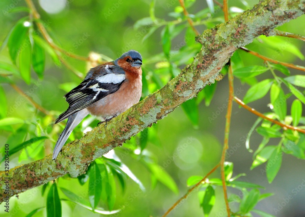 Beautiful finch in a tree Beautiful finch in a tree
