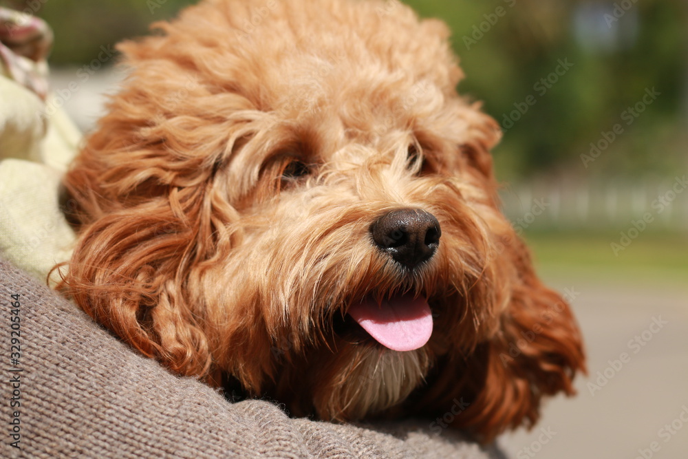 a cute caramel colored cavoodle breed puppy dog being held and cuddled and played with in the arms of it's owner