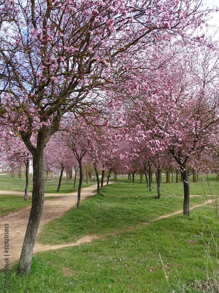 HERMOSA FLORACIÓN DEL CIRUELO