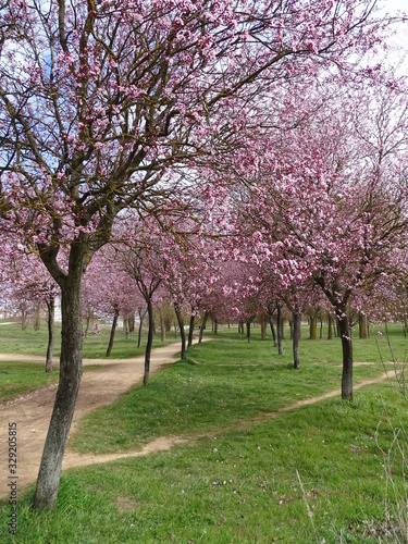 HERMOSA FLORACI  N DEL CIRUELO