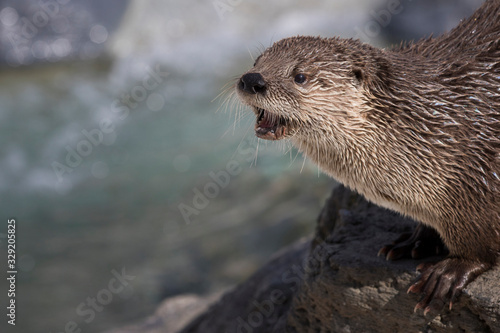 North American river otter (Lontra canadensis)