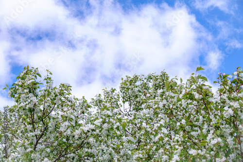 Apple tree branches with white flowers on a background of blue cloudy sky.