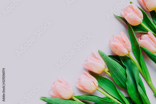 Fototapeta Naklejka Na Ścianę i Meble -  multichromic pink background. Delicate pink Tulip flowers on a smooth delicate pink background.