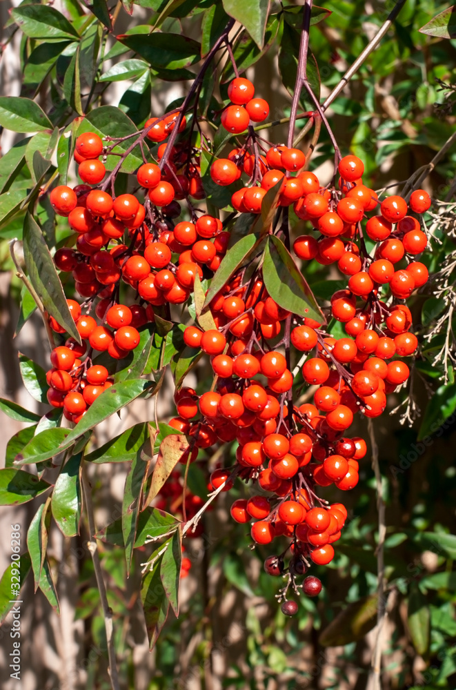 Shiny ornamental red berry cluster. Shiny ornamental red berry cluster.