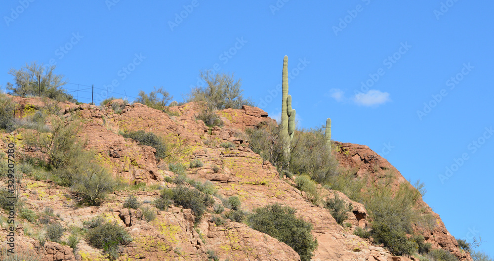 Saguaro Cactus (Carnegiea Gigantea) at Boyce Thompson Arboretum State Park in Superior, Arizona USA