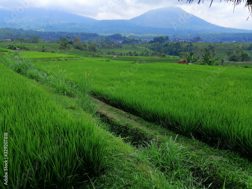 View of the green rice fields in Bali