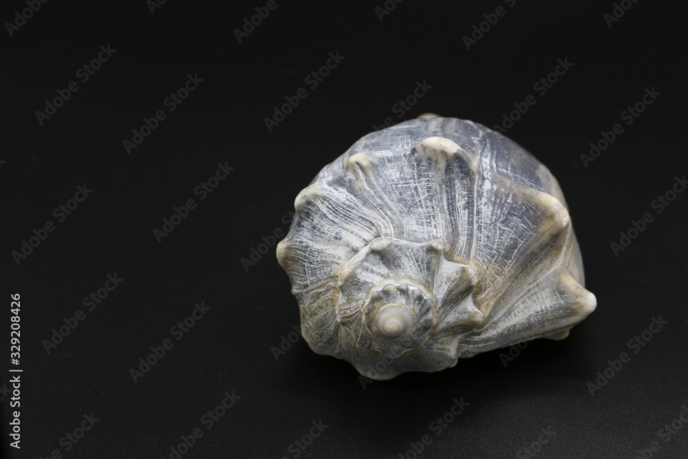 Whelk shell black background