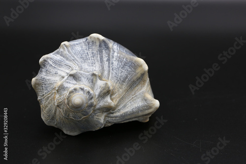 Whelk shell black background