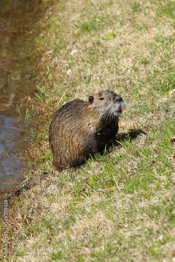 Naklejka premium ビーバー