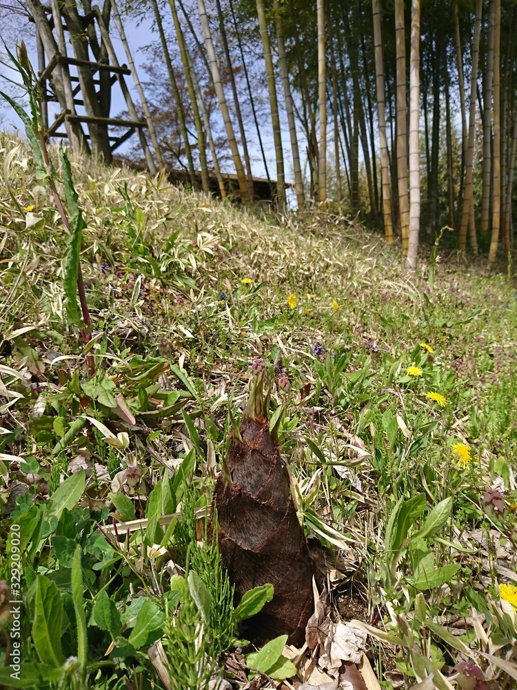 Obraz premium 竹林と青空と竹の子