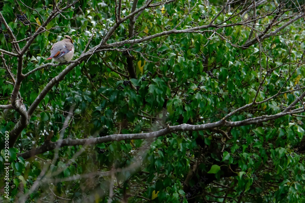 japanese waxwing on branch japanese waxwing on branch