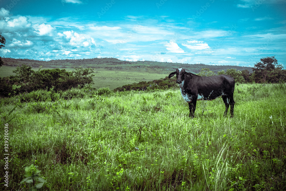 Fototapeta premium Pirinopolina