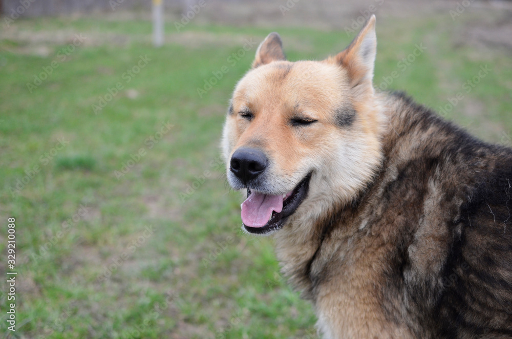 dog in spring