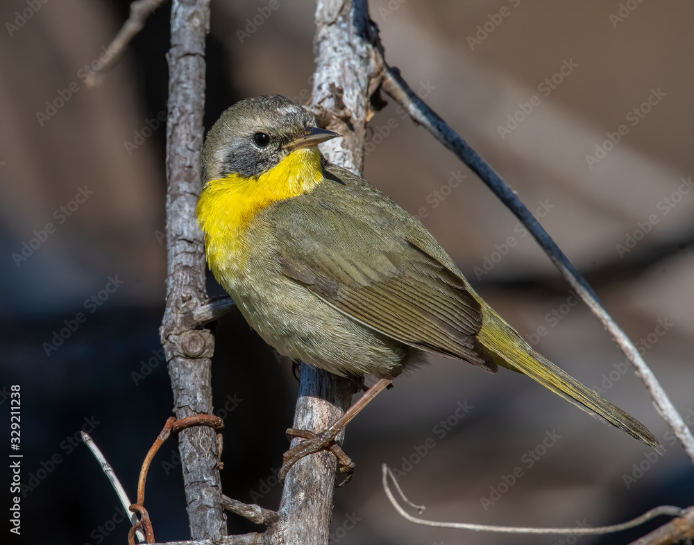 Immature male Common Yellow Throat Warbler Immature male Common Yellow Throat Warbler