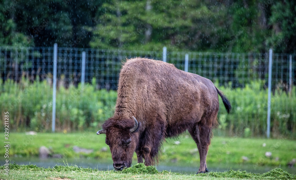 buffalo in yellowstone national park buffalo in yellowstone national park