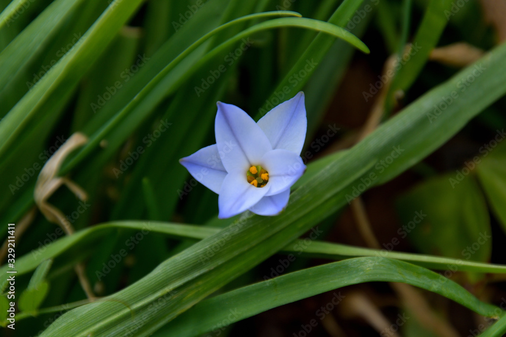 Obraz premium ベツレヘムの星とも呼ばれるハナニラ