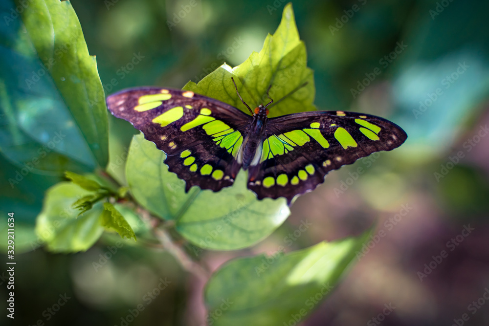 Butterfly in nature with flowers Butterfly in nature with flowers