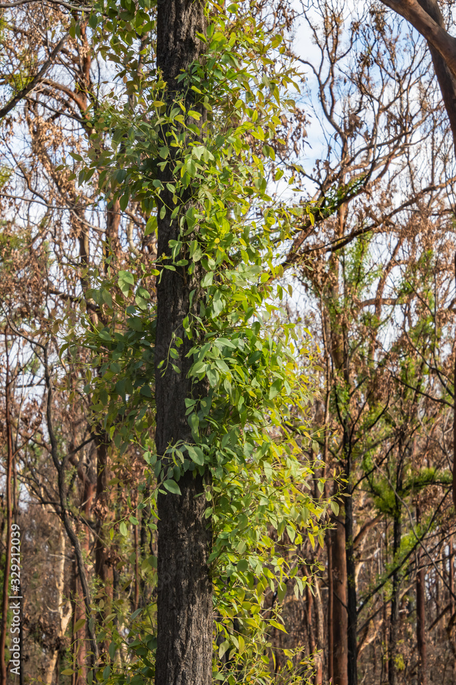 Obraz premium Regeneration - New life in the bush after the fires