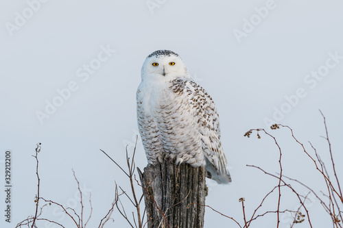 Female Snowy Owl Sitting on Fence Post, Closeup Portrait in Winter