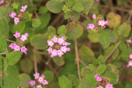 Wallpaper Mural Flores moradas fondo Torontodigital.ca